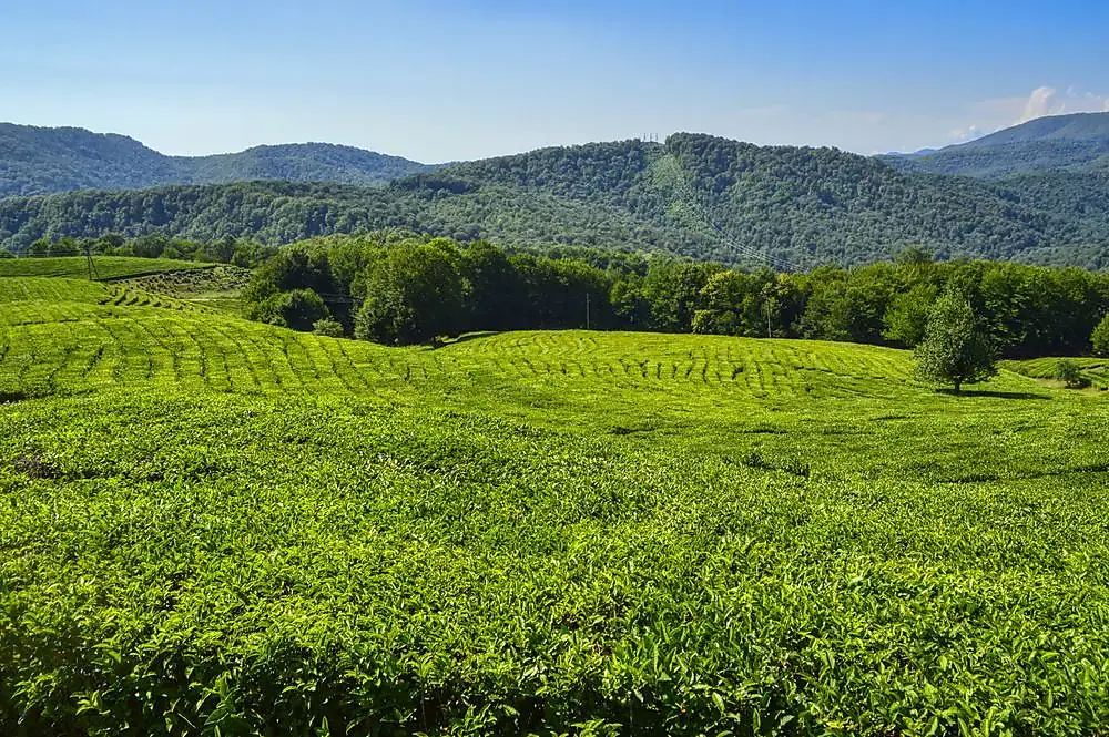 Earth Dynamics (study track)